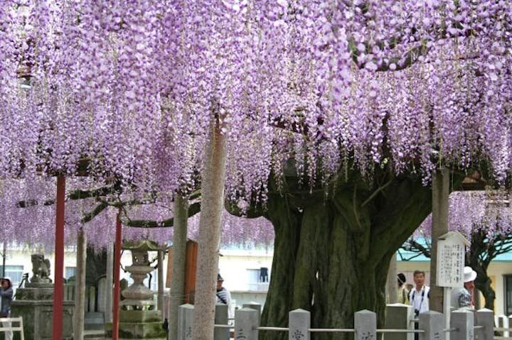 大歳神社の千年藤
