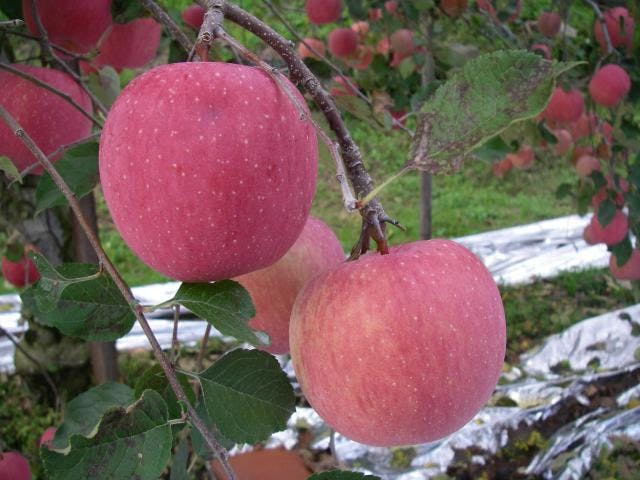 原観光リンゴ園