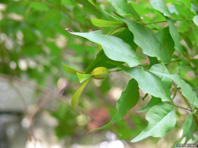 ツクバネ（朝光寺）