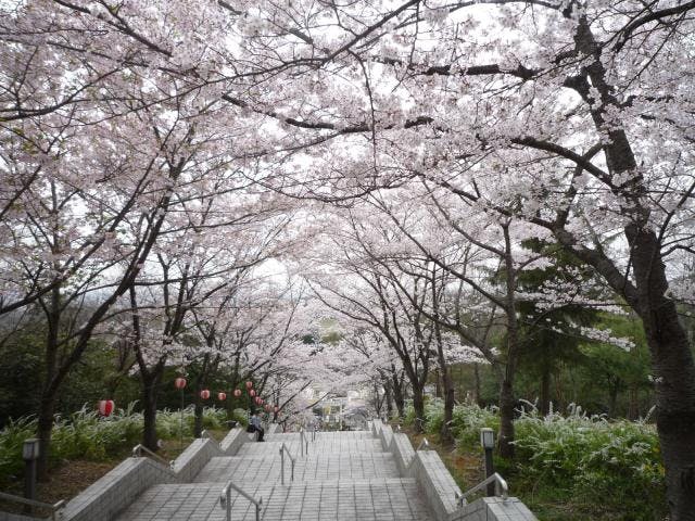 播磨中央公園「さくらまつり」