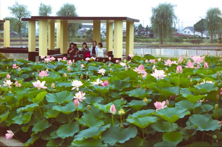 大賀ハス（平池公園）