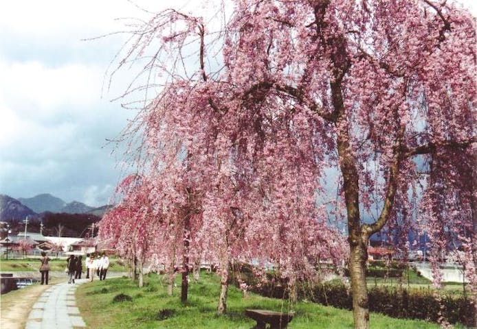 千鳥川桜堤公園