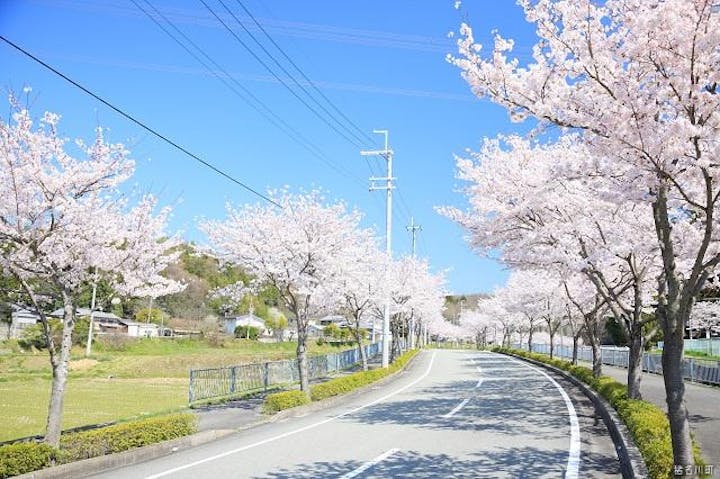 いながわ桜まつり