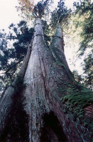 青玉神社の大杉