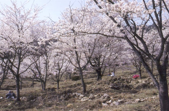 丹治桜公園