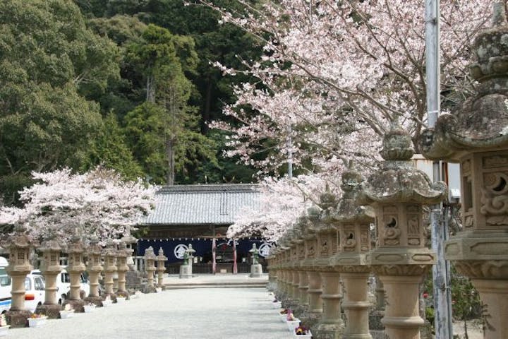 金刀比羅神社の桜