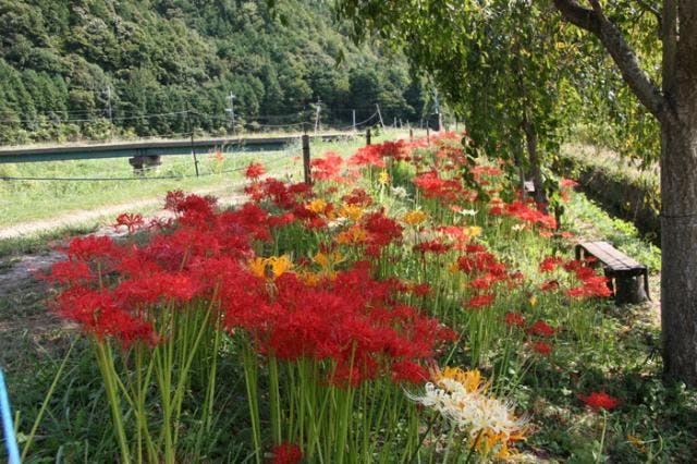 間子の曼珠沙華（彼岸花）【アソビュー！】