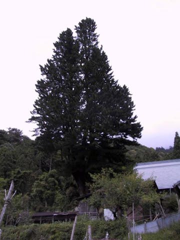 笠形寺のコウヤマキ