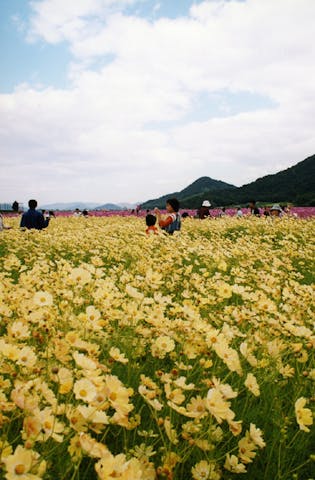 【2021年中止】馬場コスモスまつり
