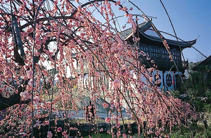 世界の梅公園のウメ