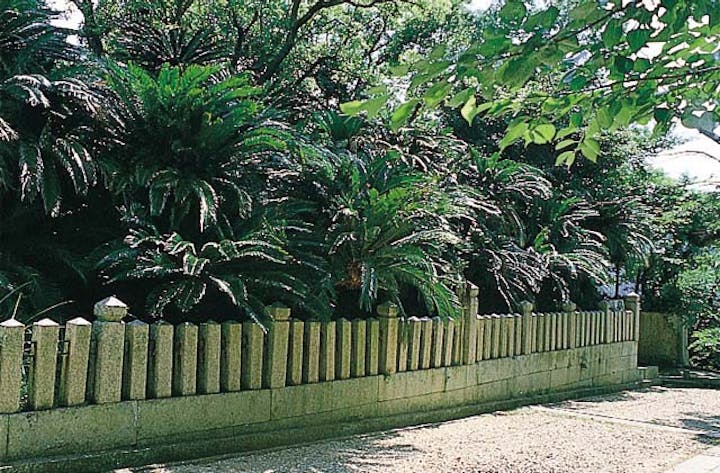 賀茂神社のソテツ