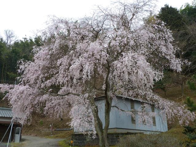 小野豆しだれ桜