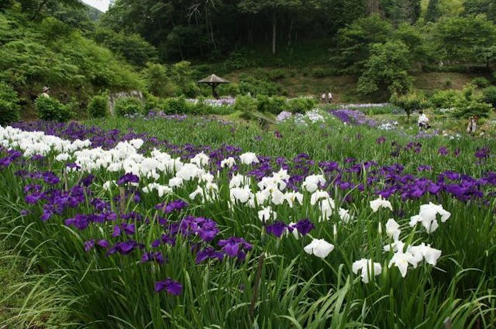 おじいちゃんとおばあちゃんの西新宿花しょうぶ園