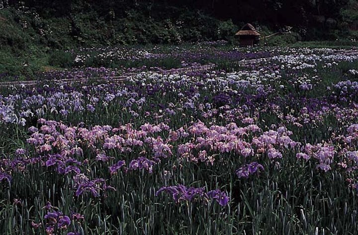 西新宿おじいちゃんとおばあちゃんの花しょうぶ園