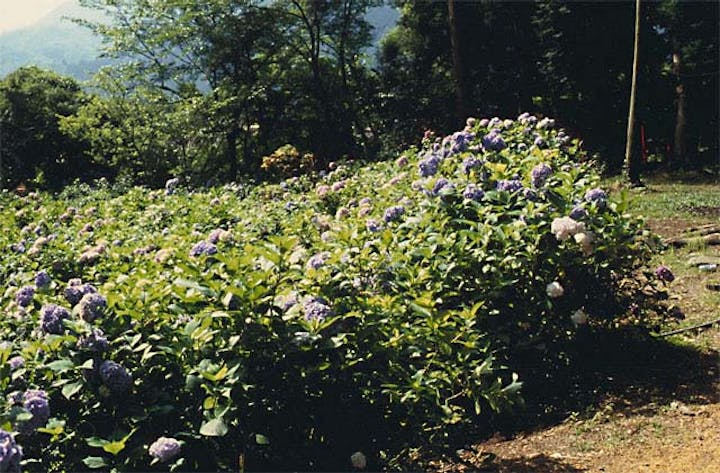 安志加茂神社・あじさいの里