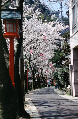 城崎温泉街の桜
