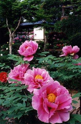 隆国寺のボタン