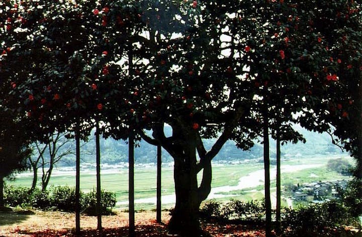 長楽寺の散り椿