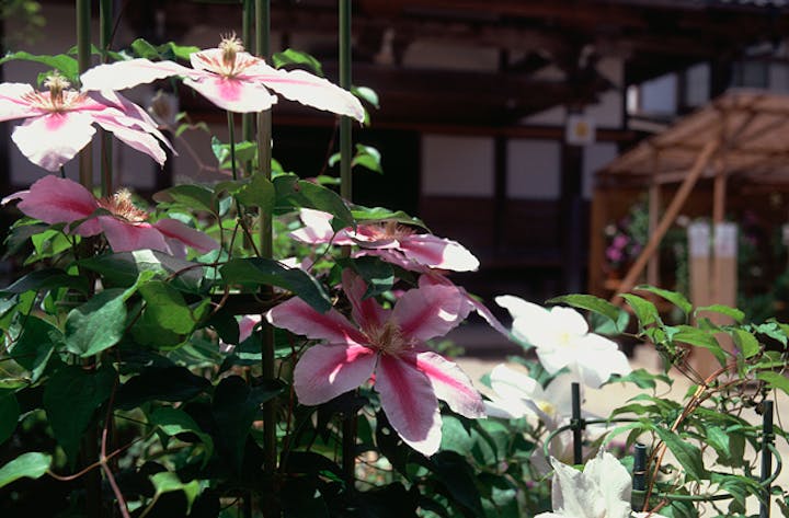 本覚寺（てっせん寺）