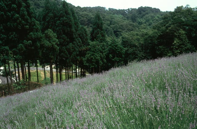 スポットの写真