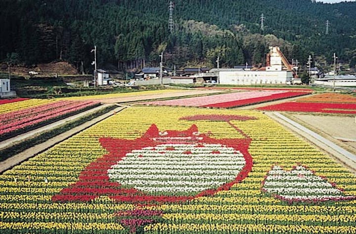 畑山チューリップ畑