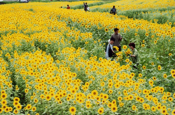 2021たんとうひまわりまつり