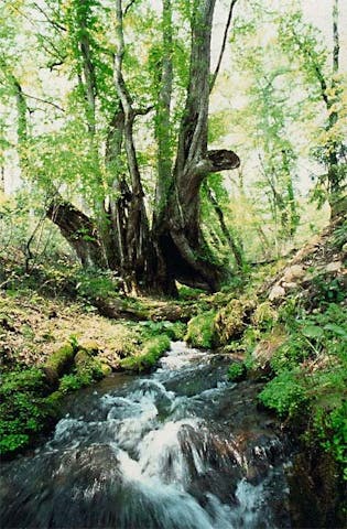 和池の大カツラ
