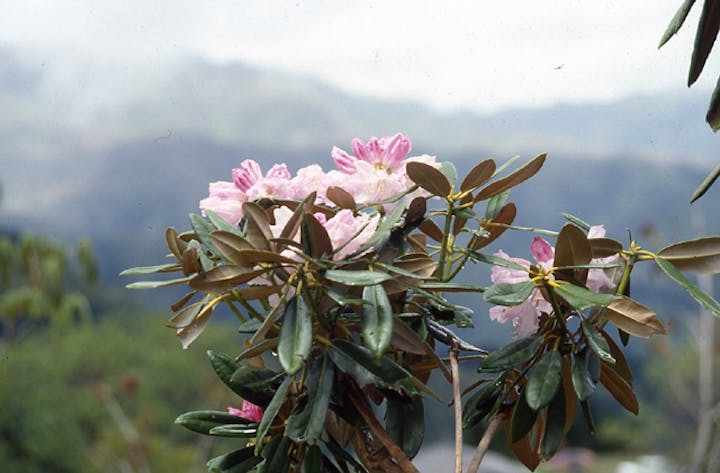 全国しゃくなげ公園のしゃくなげ