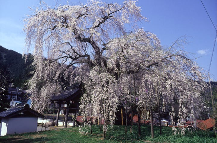 泰雲寺のしだれ桜