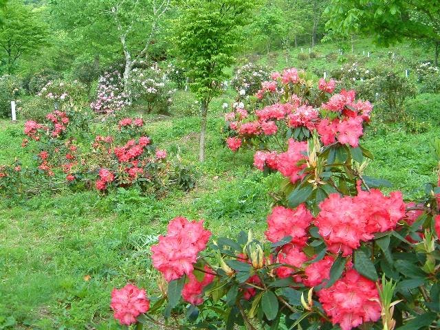 【2021年開催中止】全国しゃくなげ公園まつり