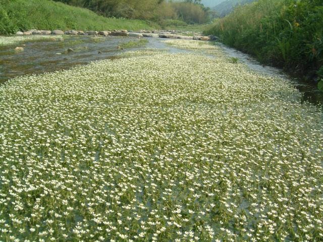 田君川のバイカモ（梅花藻）