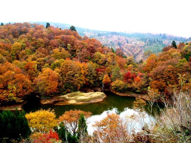 上山高原の紅葉