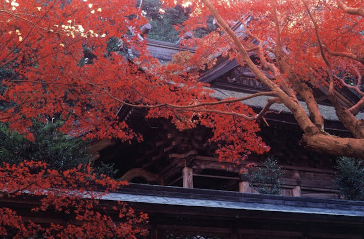 養父神社の紅葉