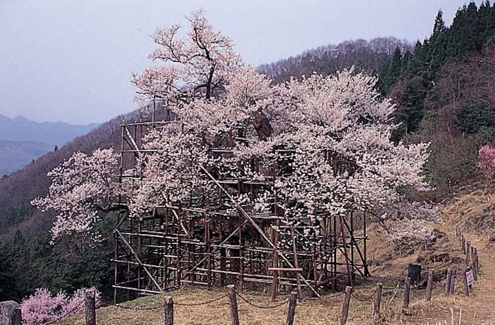 樽見の大桜