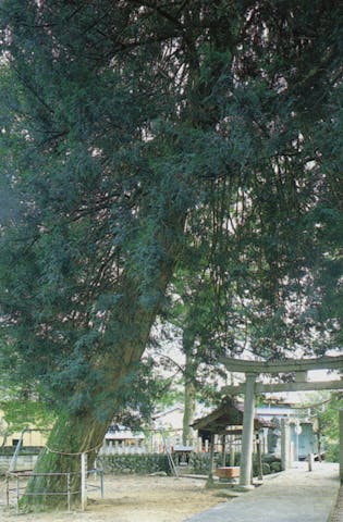 関神社大カヤの木