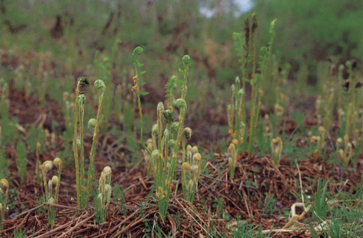 鉢伏高原のヤマドリゼンマイ群落