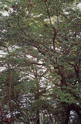 氷ノ山東尾根のツツジ類群生地