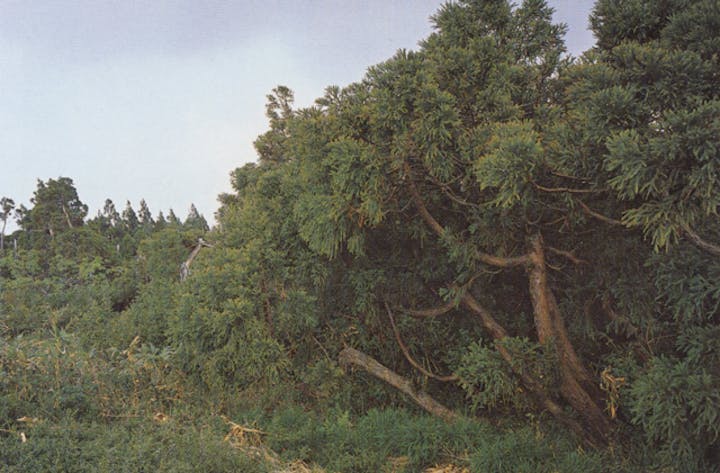 古千本千本杉湿生植物群落