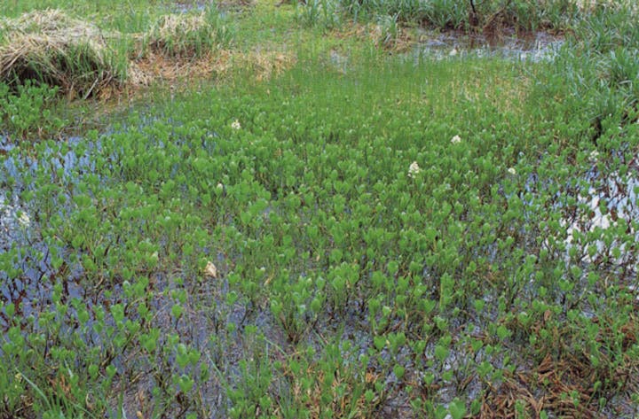 鉢状高原のミツガシワ自生地