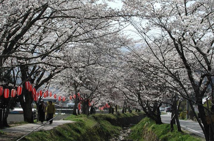 水分れ公園（高谷川）の桜