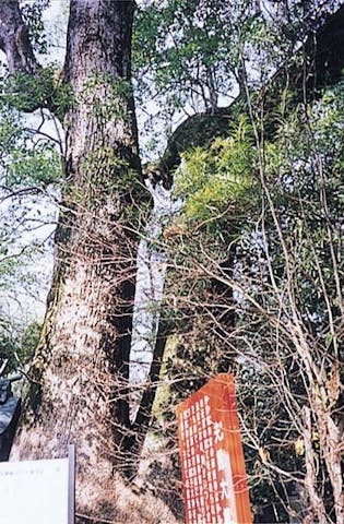 伊弉諾神宮の夫婦楠