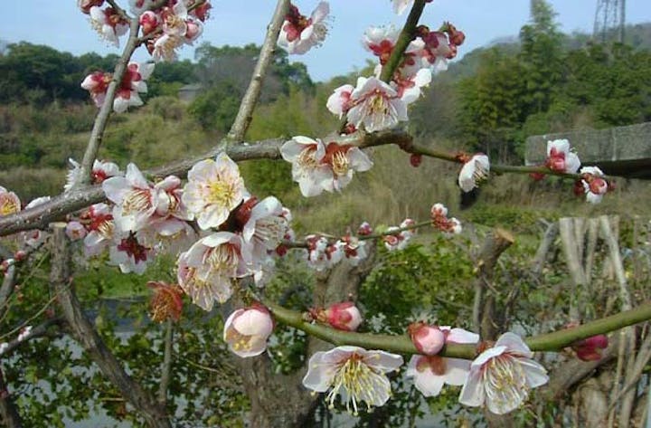 広田梅林ふれあい公園