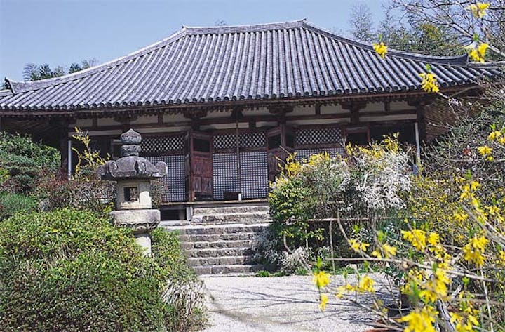 不退寺のレンギョウ