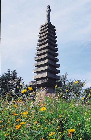 般若寺のコスモス