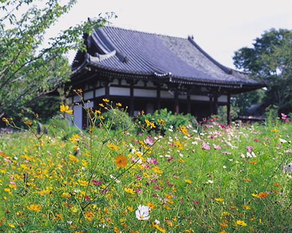 般若寺のヤマブキ
