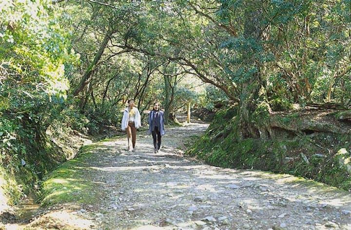 奈良公園のアセビ