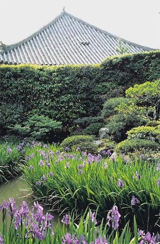 法華寺のカキツバタ