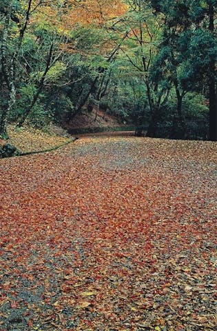 春日奥山の紅葉