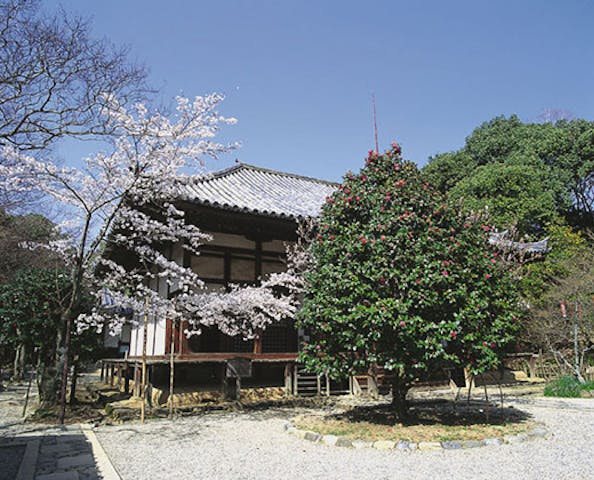 白毫寺の五色椿