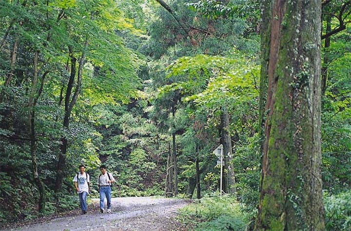 春日山原始林の植物